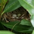 Provide cover for birds like this Eastern towhee nest.