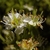 Close-up of white flowers with yellow hypanthia & green pistils