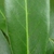Leaf close up