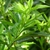 New growth, alternate leaf attachment.