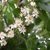 Raceme of white flowers with yellow hypanthia.