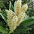 Erect racemes of white flowers held above glossy foliage.