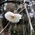 Prunus mume
