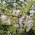 Flowers and leaves