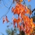 Yellow Orange leaves in Fall