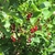 Red berries and green leaves.