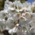 Prunus x yedoensis