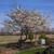 Prunus x yedoensis