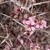 Pink flowers of a wild almond tree