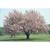 Form in bloom