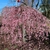 Cascading form of tree with pink flowers