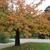 Form in fall