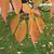 Leaves in fall