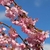 Pink 5-petaled flowers