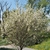 Form in bloom