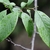 Leaf close-up
