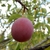Fruit close-up