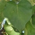 Leaf detail
