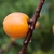 Mature fruit