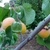 Stem, fruit and leaves