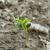 Seedling