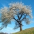 Wild Cherry form with white flowers