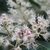 Prunus caroliniana