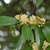 Carolina Cherry Laurel Flowers