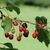 Fruits, leaves and stem