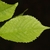 Leaf detail