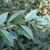 Underside of leaf