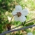 Back of flower