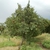 Tree form