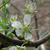 Prunus domestica 'Stanley'