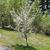 Prunus domestica 'Stanley'