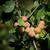 Prunus domestica subsp. insititia 'Shropshire Prune'
