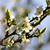 Prunus domestica subsp. insititia 'Shropshire Prune'