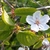 Flower detail and leaves