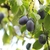 Ripening fruits in Sept.