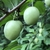 Unripe fruit and stem