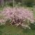 Prunus glandulosa