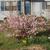 Prunus glandulosa