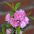 'Plena Rosea'