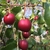Red round fruit of a hollyleaf cherry