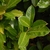 Simple, alternate, ellipsoidal leaves