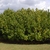 Dense, mounding shrub with medium textured foliage.