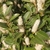 Erect racemes of white flowers held above glossy foliage.