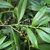 Stem with Lancelot dark green leaves & dark blue berries