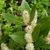 Erect racemes of white flowers held above glossy foliage.