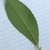 Back of leaf with glands near the midvein